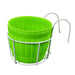 Whitegreen