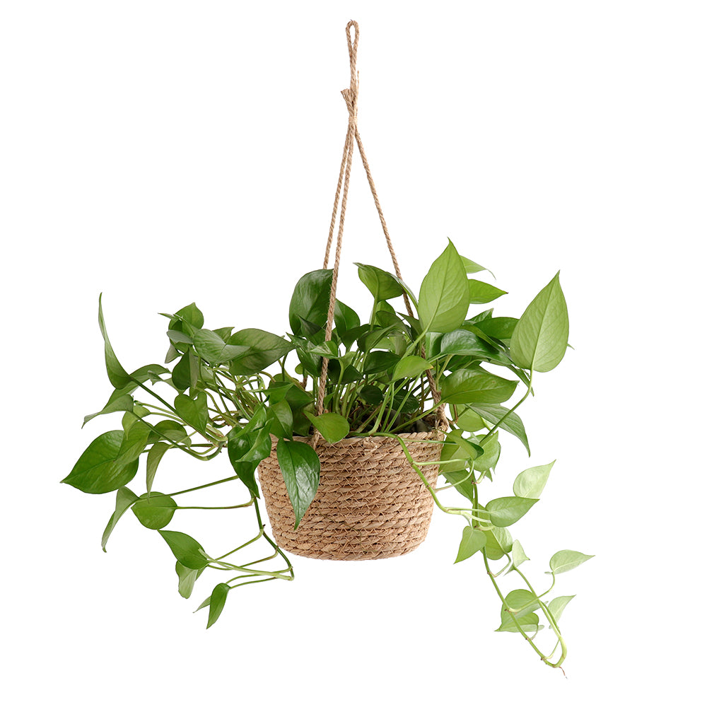Hanging Orchid Pot Hanging Wall-mounted - My Store