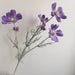 Taro Purple