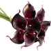 Black And Purple