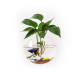 Hanging Utensils Hanging Wall Glass Flower Pots - My Store