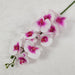 White purple