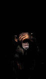 Abstract Monkey Wall Art Canvas